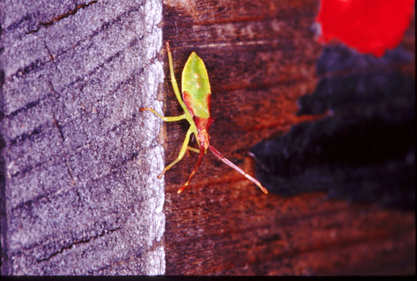 Gonocerus insidiator